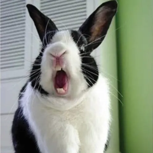 Rabbit with mouth open Rabbit with mouth open