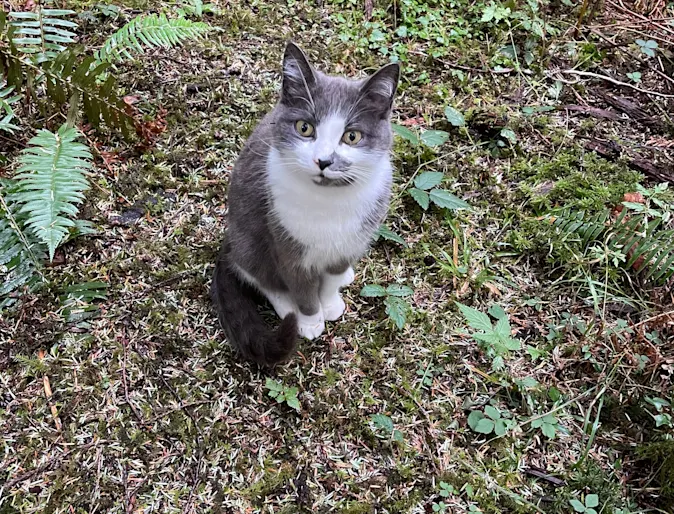 Smudge (Cat) Smudge (Cat)