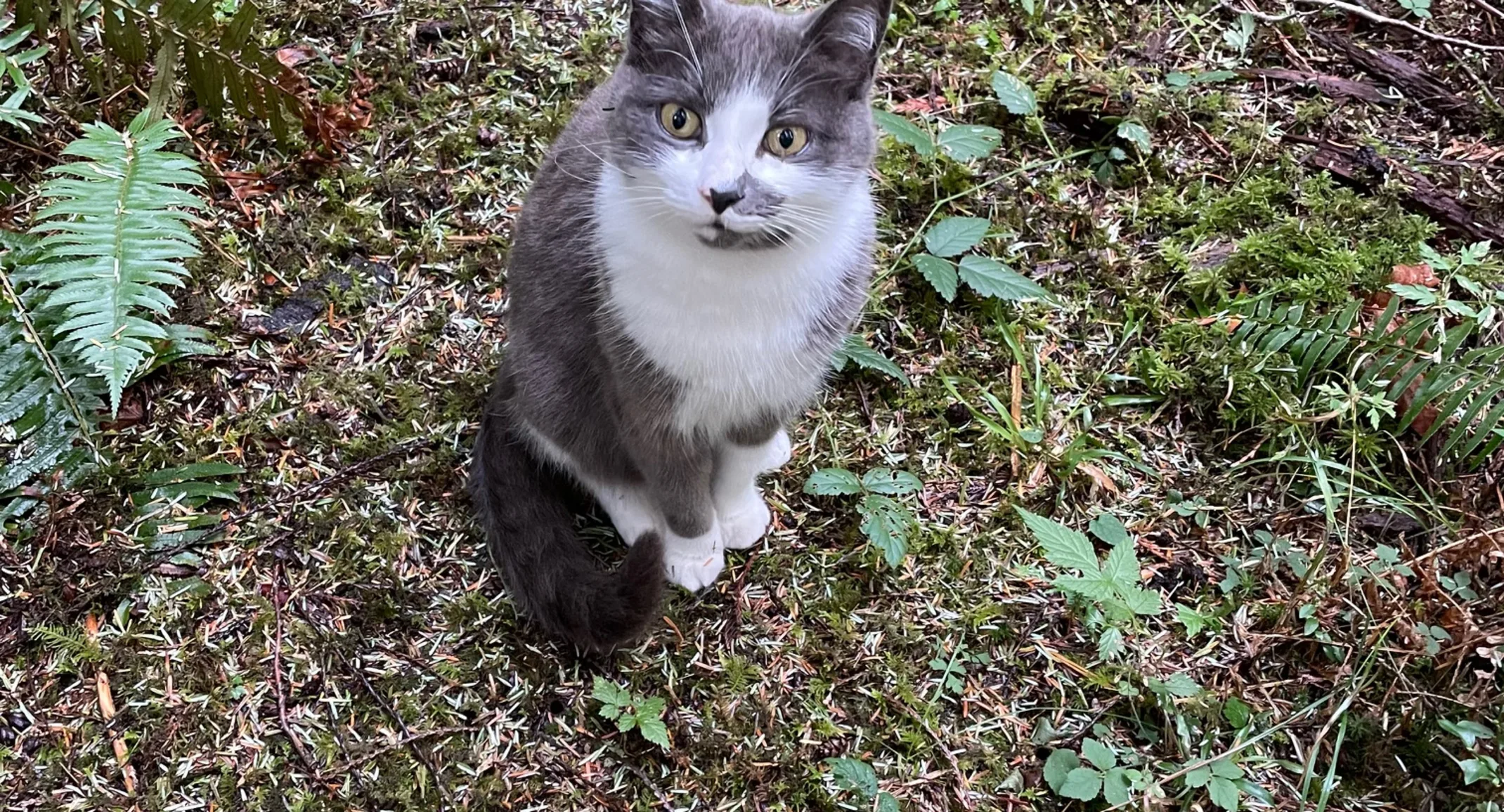 Smudge (Cat) Smudge (Cat)