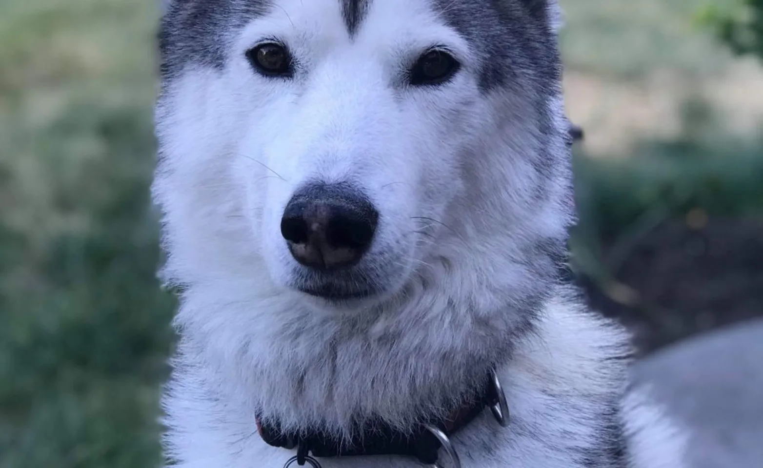 Huskey with a collar Huskey with a collar