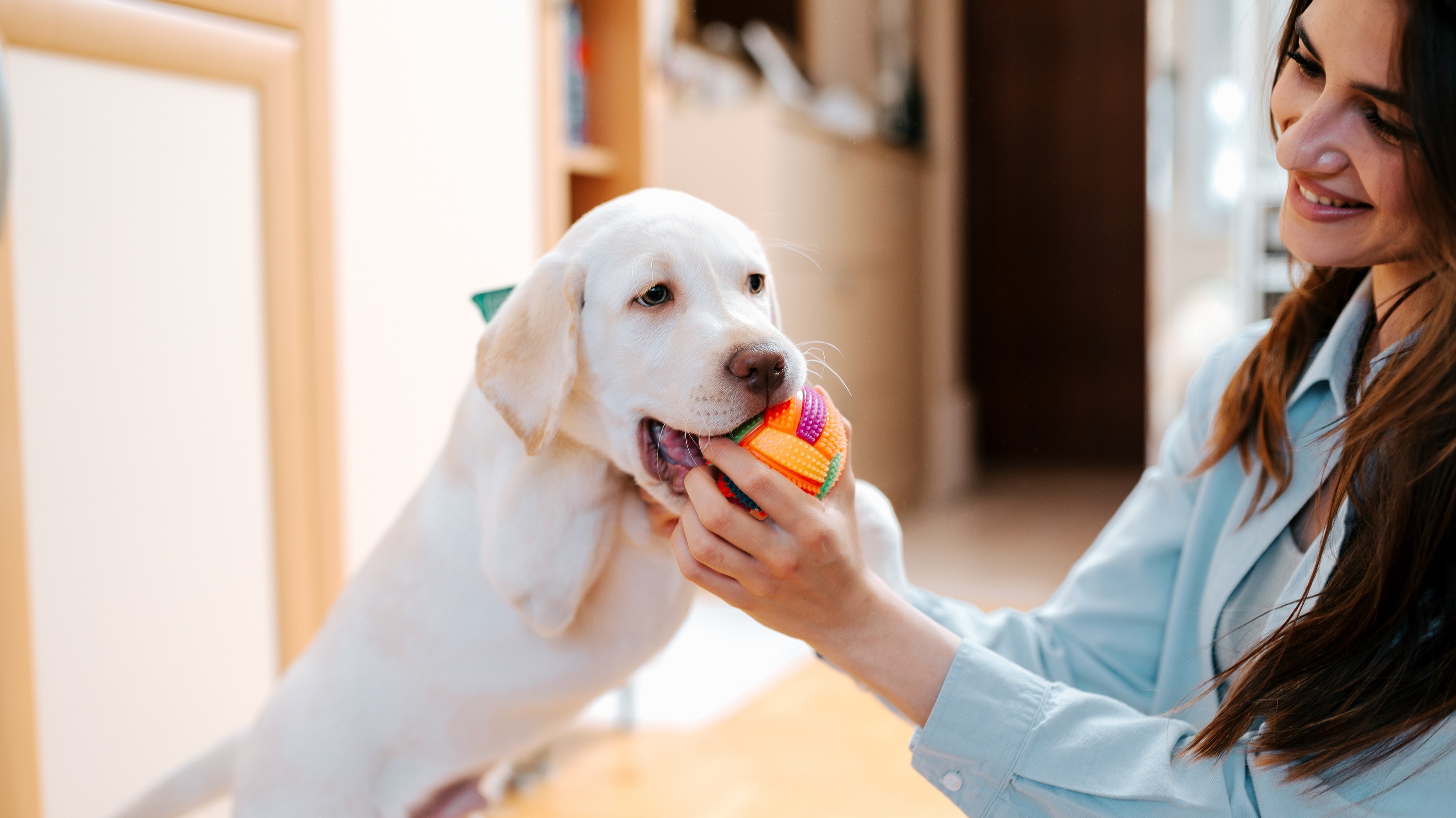 Gallery | Plantation Animal Hospital of Tampa