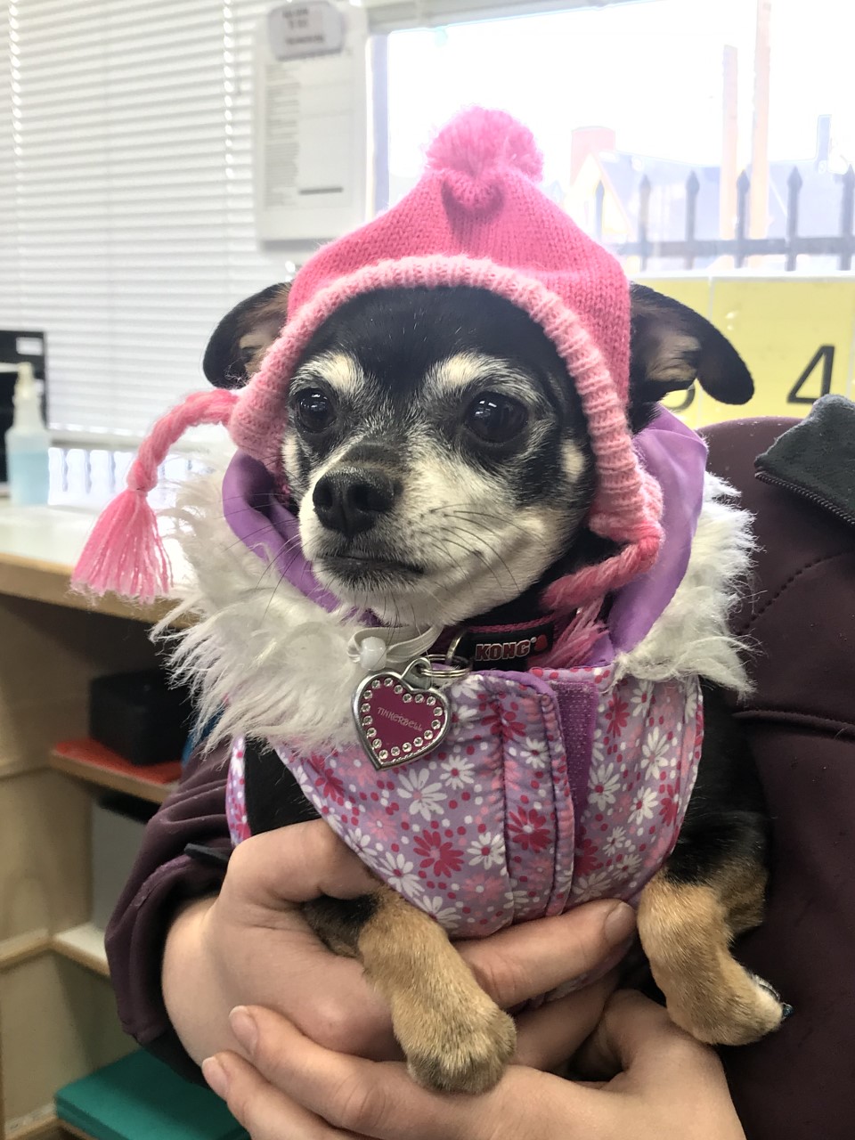 Small dog dressed in pink