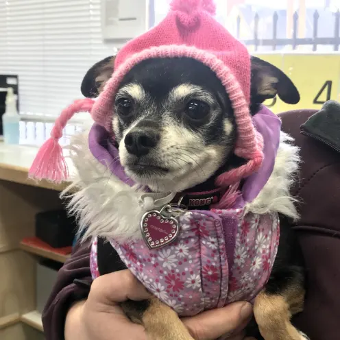 Small dog dressed in pink