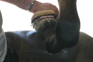 Shoeing Hoof
