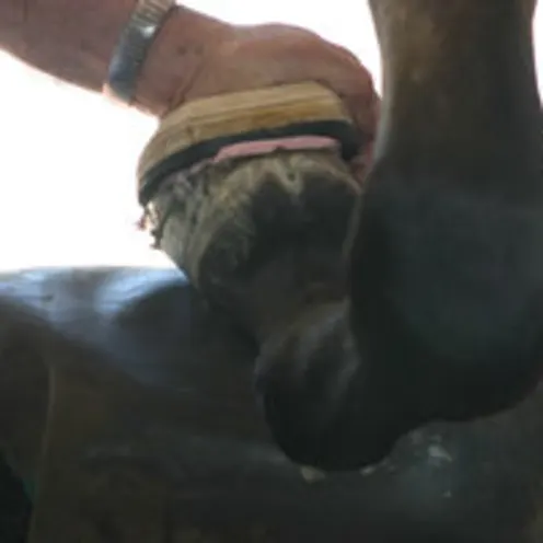 Shoeing Hoof Shoeing Hoof
