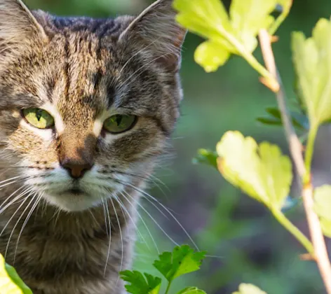 Cat looking through plants