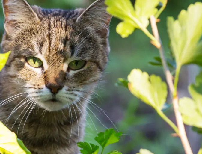 Cat looking through plants