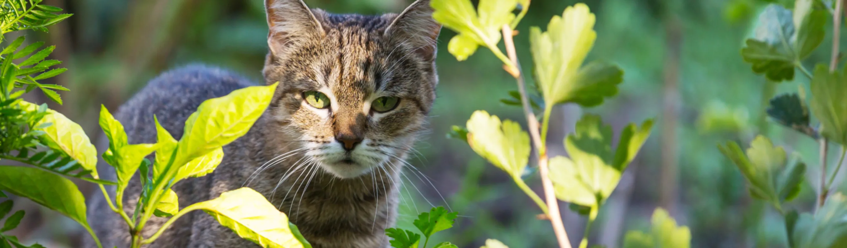 Cat looking through plants