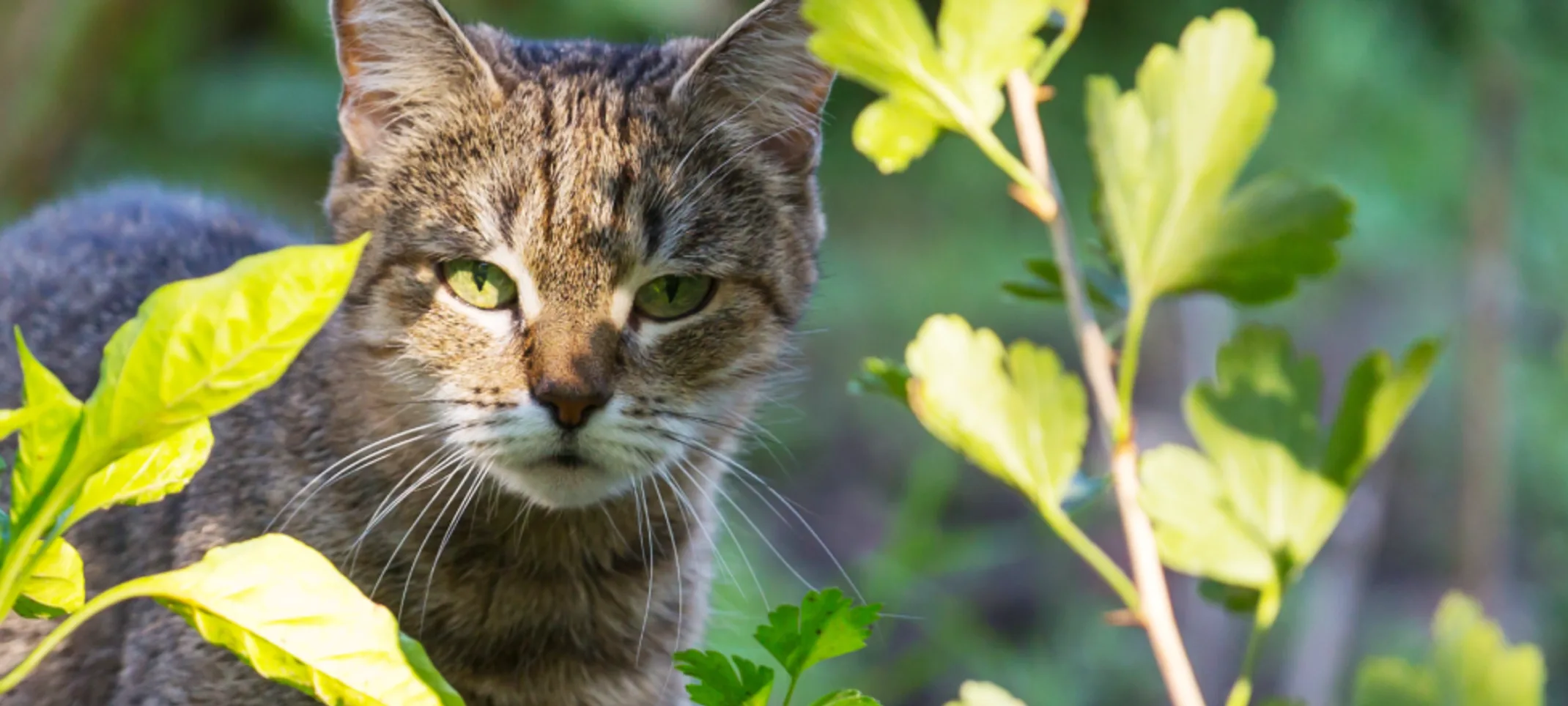 Cat looking through plants