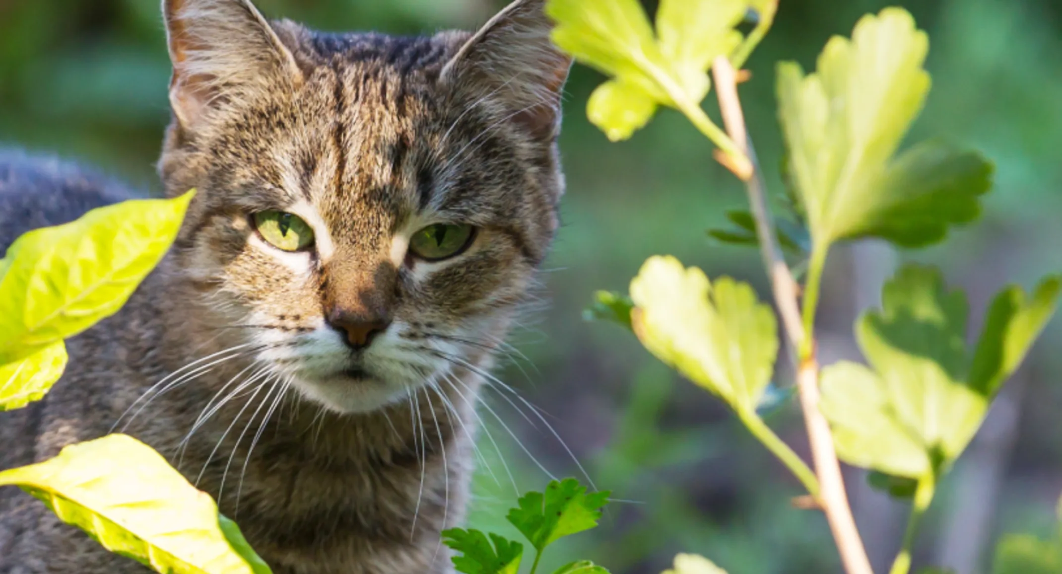 Cat looking through plants