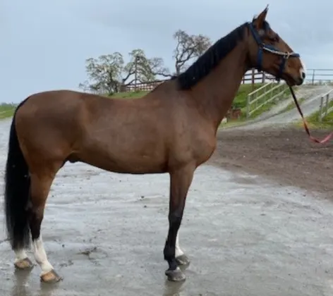 A Veterinarian Bringing a Dark Brown Horse in for a Lameness Exam
