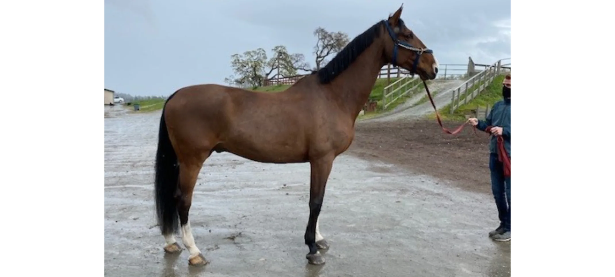 A Veterinarian Bringing a Dark Brown Horse in for a Lameness Exam A Veterinarian Bringing a Dark Brown Horse in for a Lameness Exam