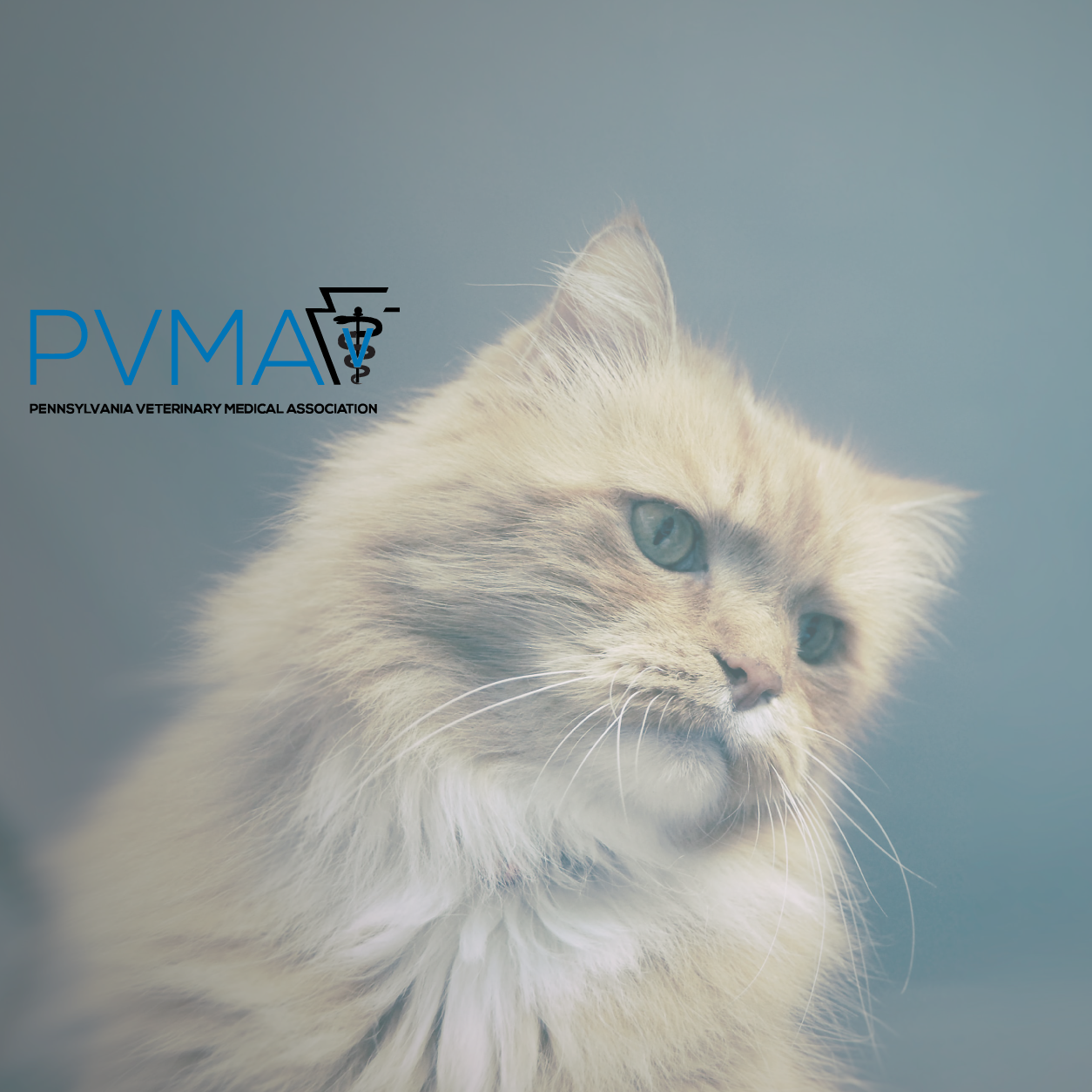 PVMA