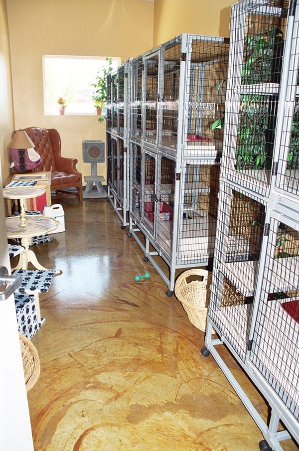 New Tampa Pet Resort Kitty Condo