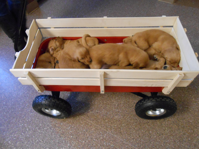 Newborn Dogs in Wagon Laying Down