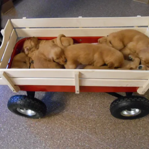 Newborn Dogs in Wagon Laying Down
