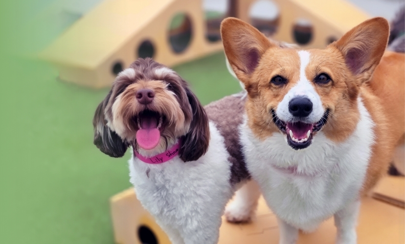 Dogs smiling looking up