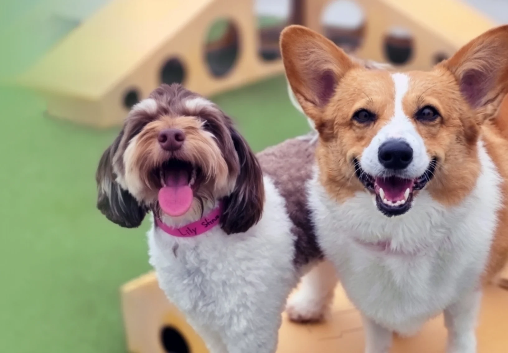 Dogs smiling looking up Dogs smiling looking up