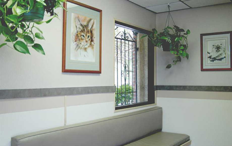 Feline waiting area at Rainbow Animal Hospital