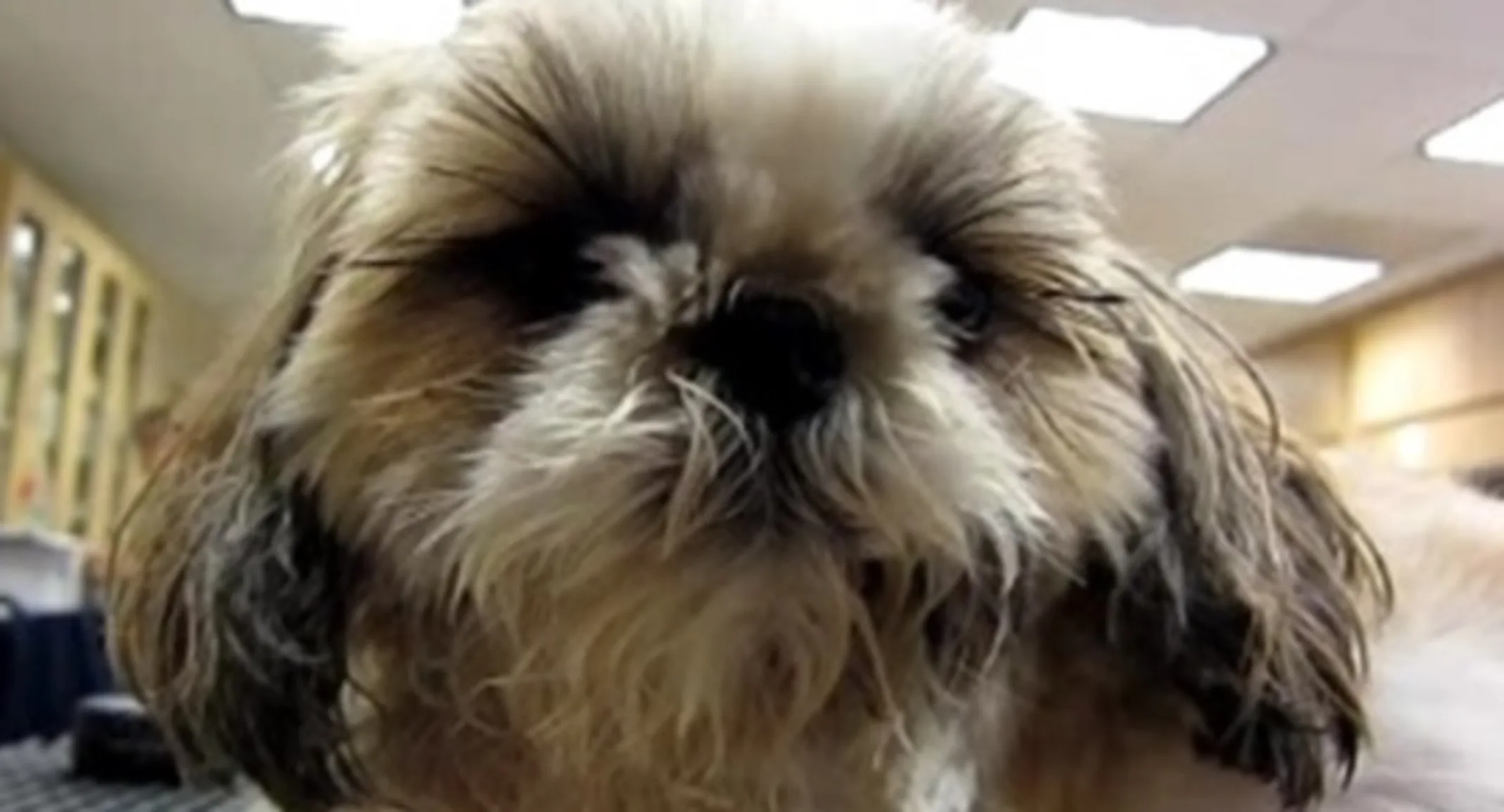 Close up of Lucy the dog Close up of Lucy the dog