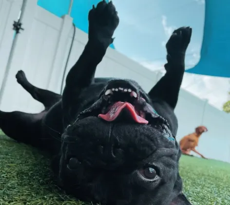black dog laying in grass