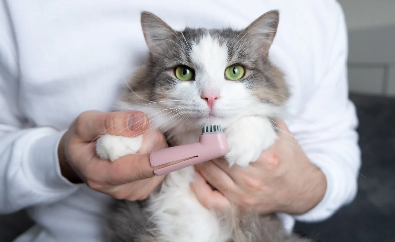 Vet holding toothbrush in front of cat Vet holding toothbrush in front of cat