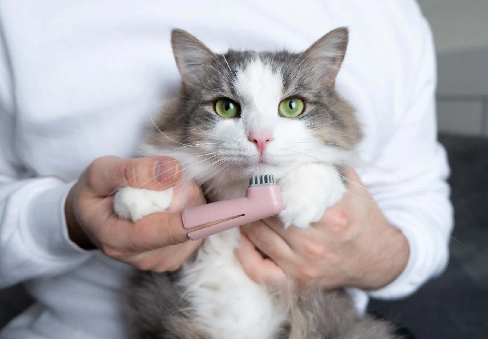 Vet holding toothbrush in front of cat Vet holding toothbrush in front of cat