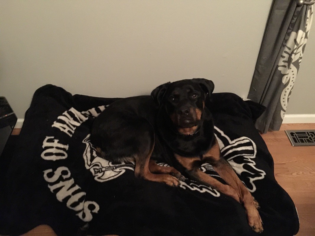 Rotti at Hanover Park Animal Care Center