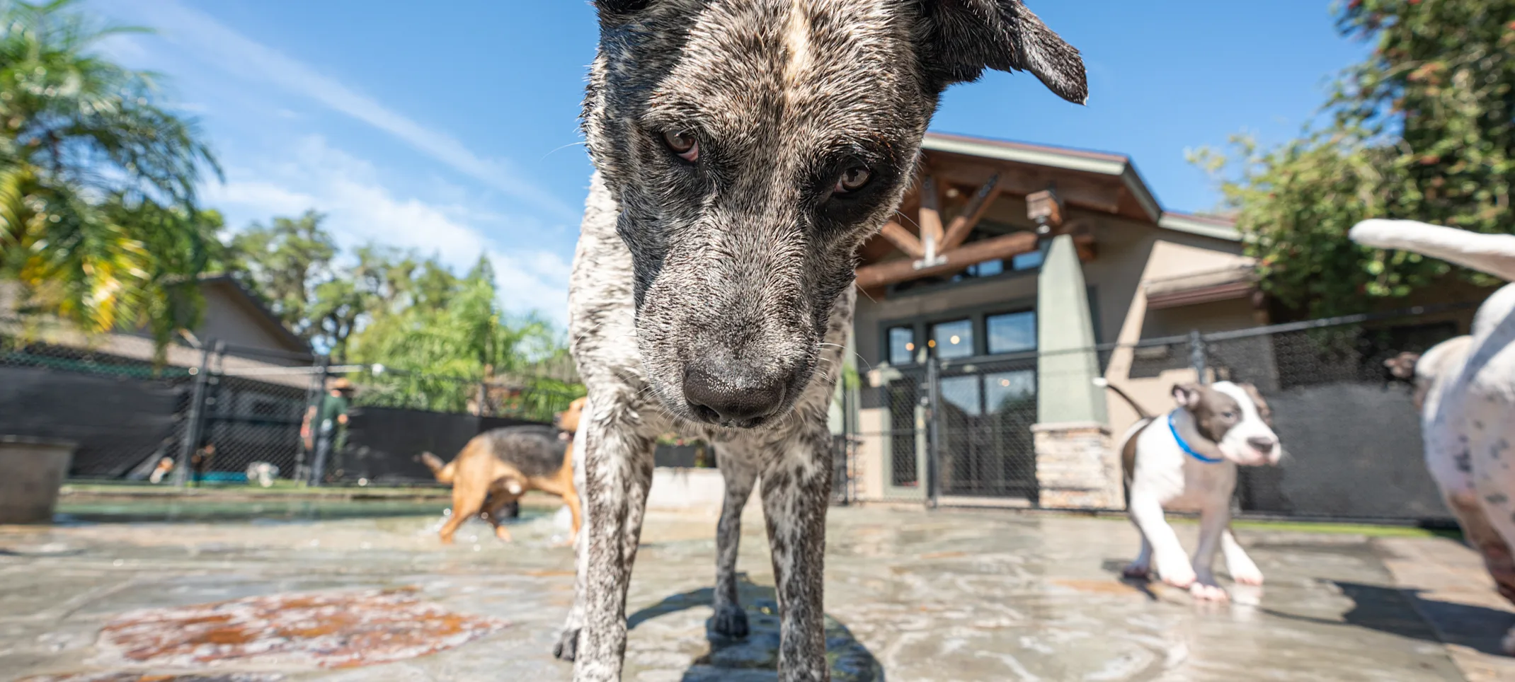 Dog staring into the camera 