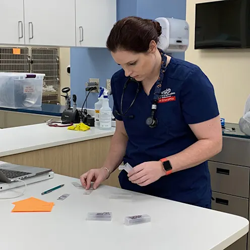 Veterinarian Working at Veterinary Specialists of Birmingham Veterinarian Working at Veterinary Specialists of Birmingham