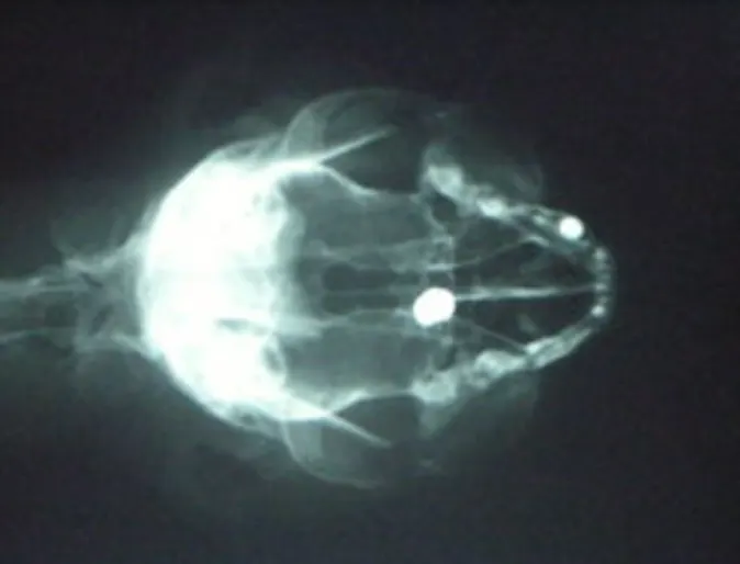 X-ray with pellet in cat's skull X-ray with pellet in cat's skull