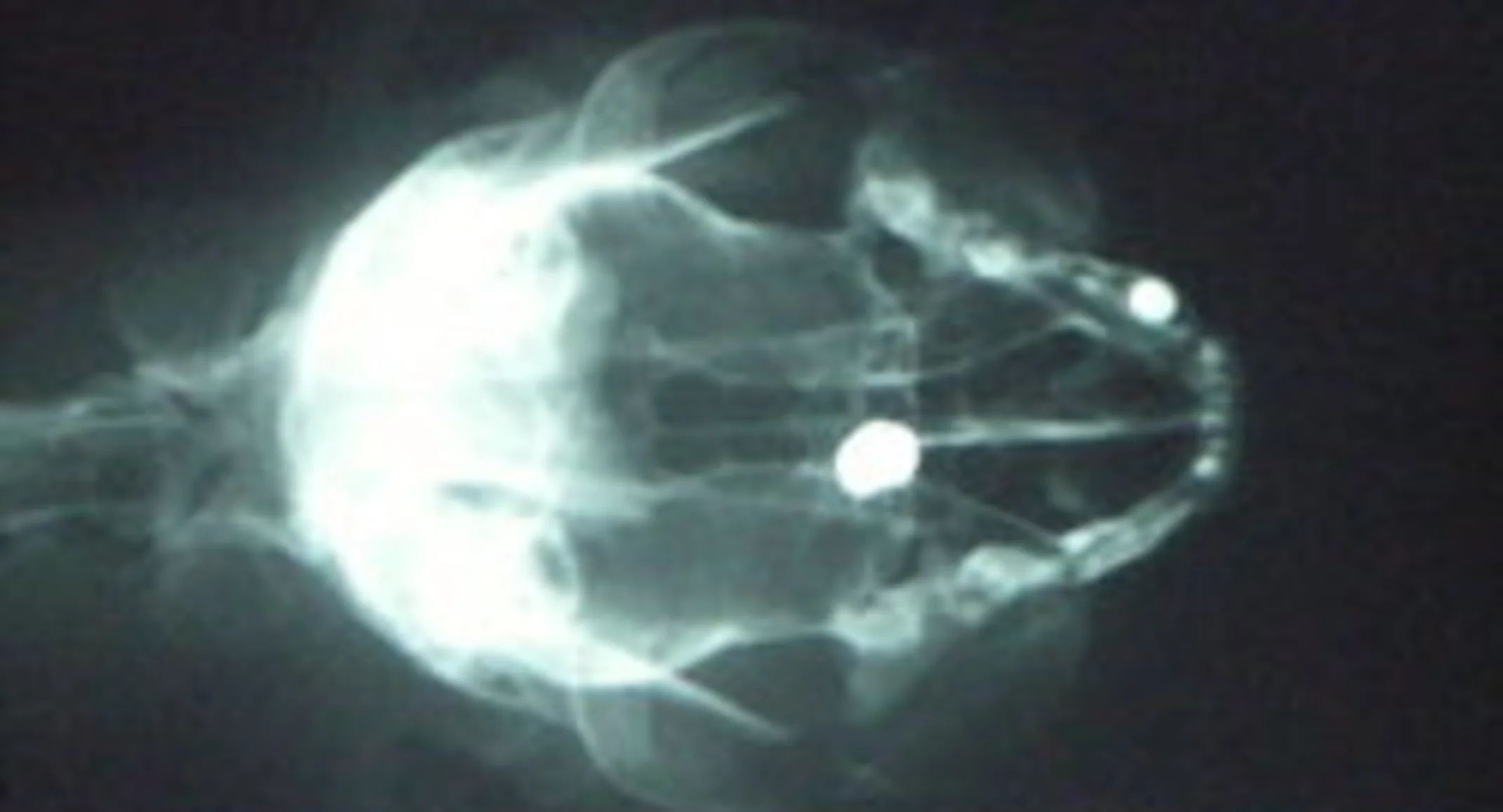 X-ray with pellet in cat's skull X-ray with pellet in cat's skull