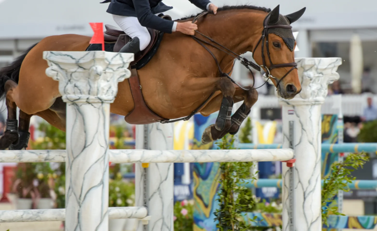 Elite show jumping horse Elite show jumping horse
