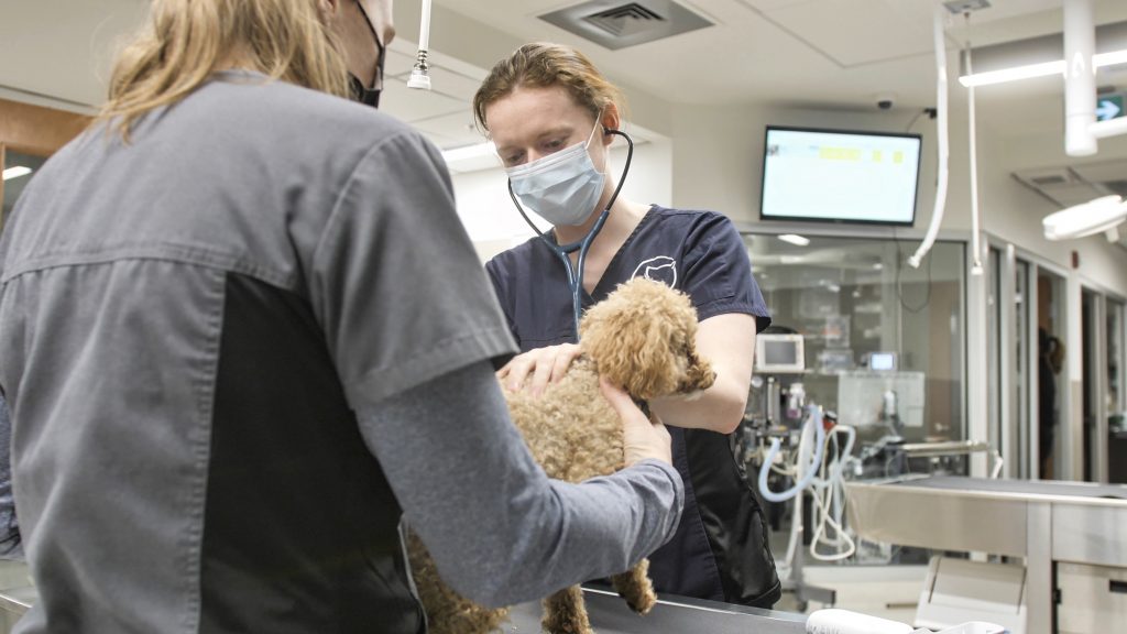 Two staff members with a small dog at Mountainside 24/7 Animal Emergency