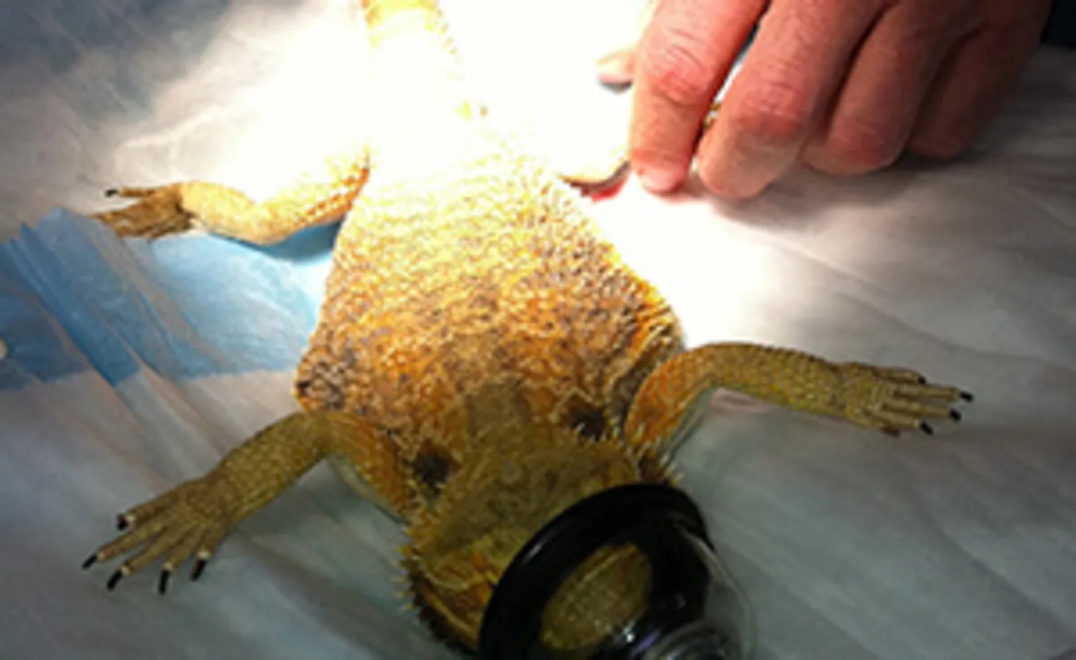 Prepping a bearded dragon for a spay Prepping a bearded dragon for a spay