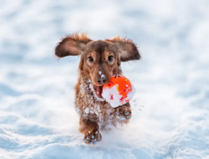 Little Dog In Snow