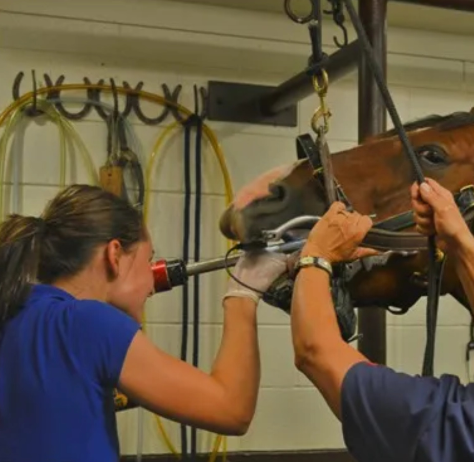 Staff caring for a horse's mouth