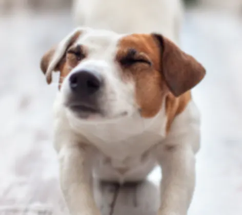 Dog in a box Dog in a box