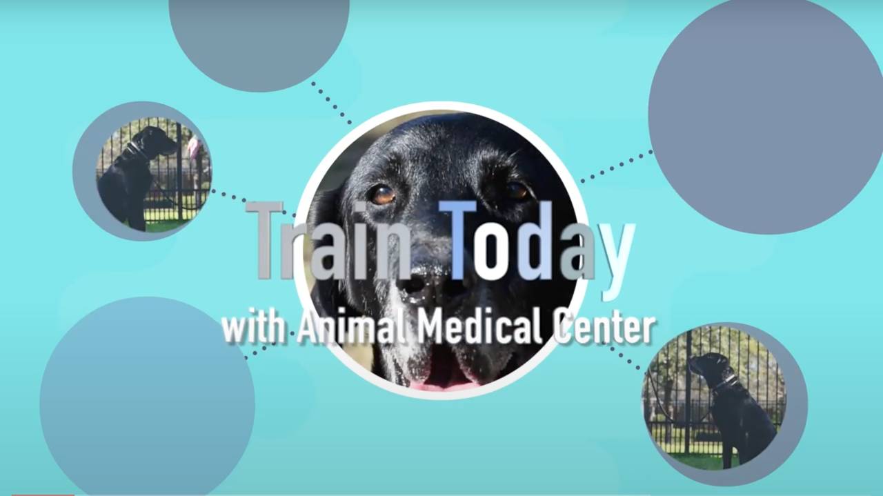 Train today Youtube screenshot.