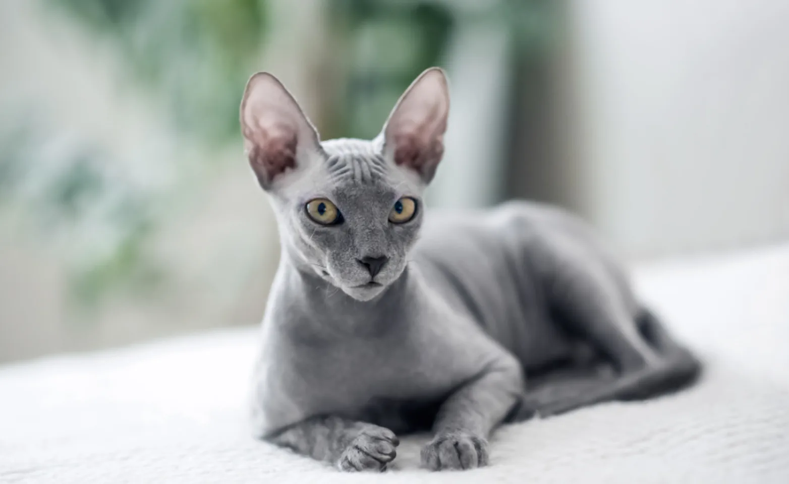 Grey Cat