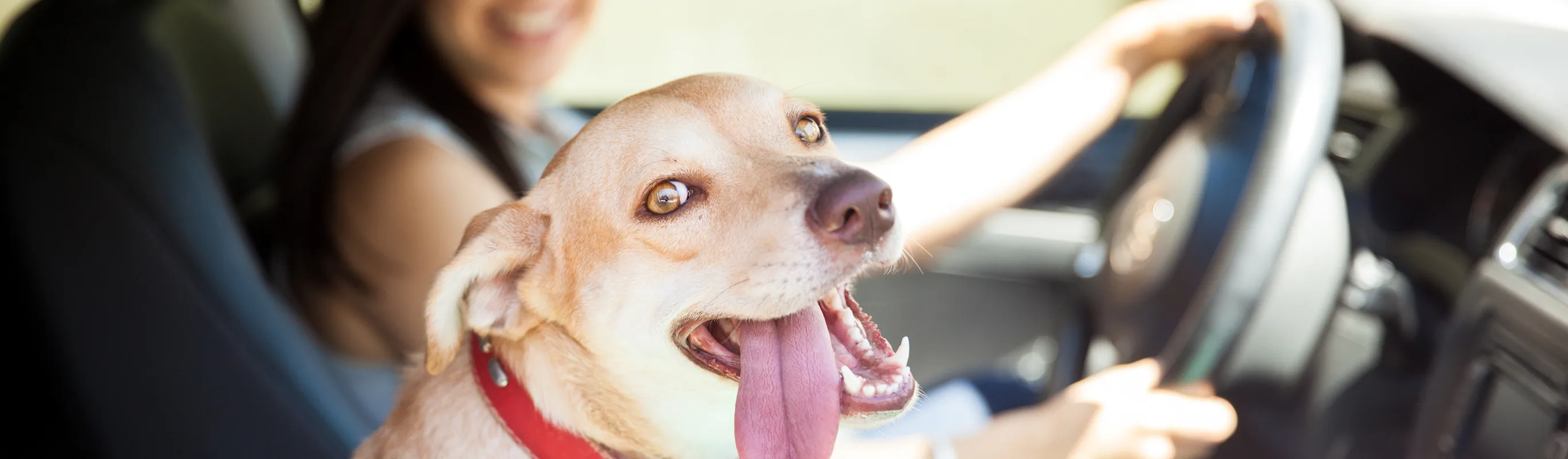 Dog in car with tongue out Dog in car with tongue out