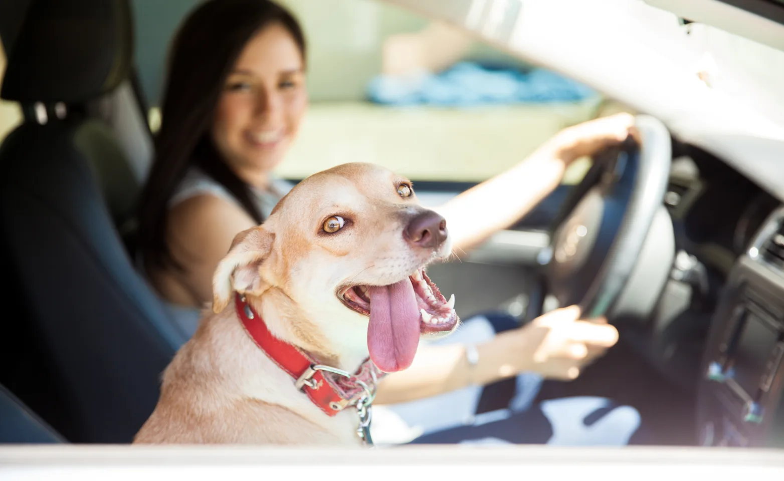 Dog in car with tongue out Dog in car with tongue out