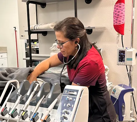 A Greywolf Veterinary Hospital staff member using dentistry equipment A Greywolf Veterinary Hospital staff member using dentistry equipment