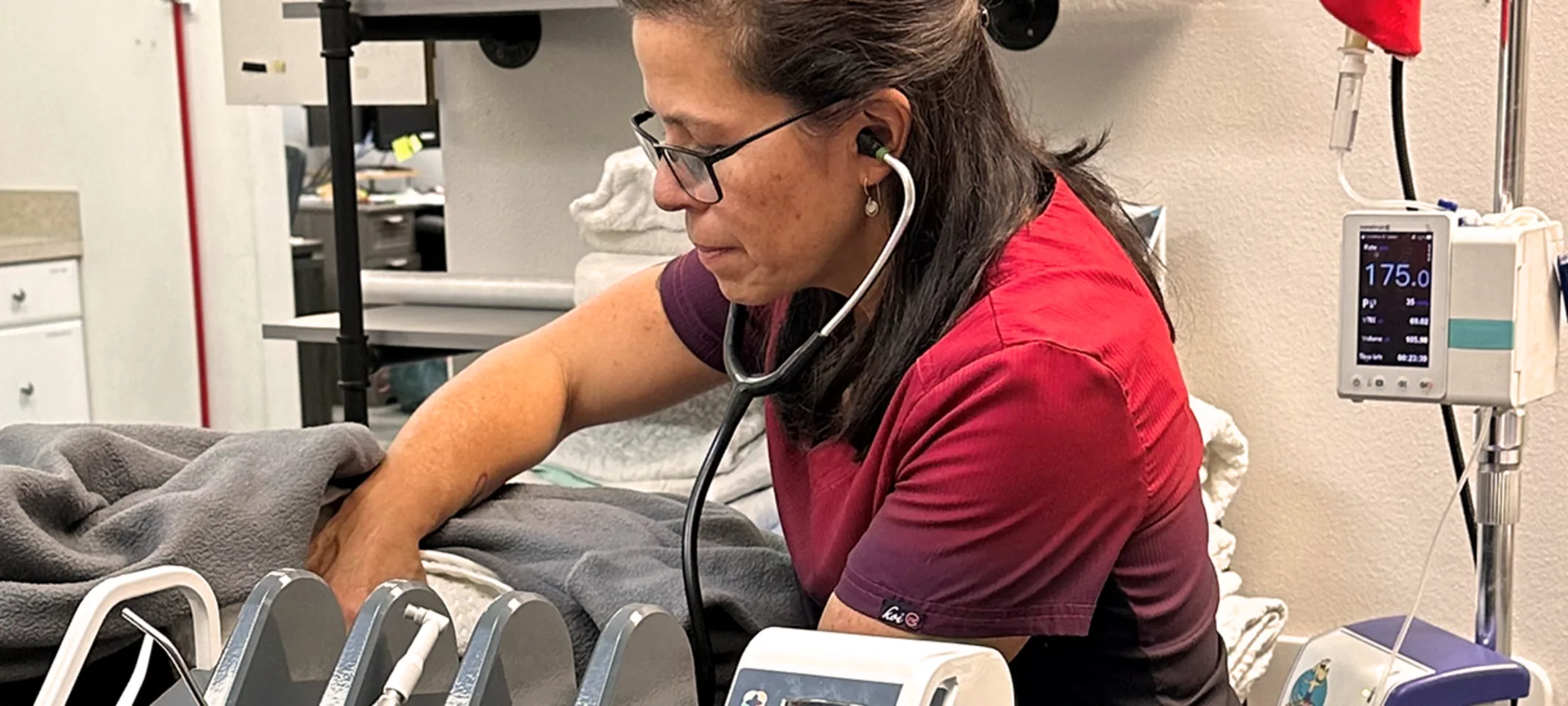 A Greywolf Veterinary Hospital staff member using dentistry equipment A Greywolf Veterinary Hospital staff member using dentistry equipment