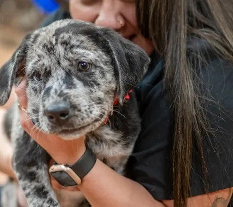 Vet hugging dog Vet hugging dog