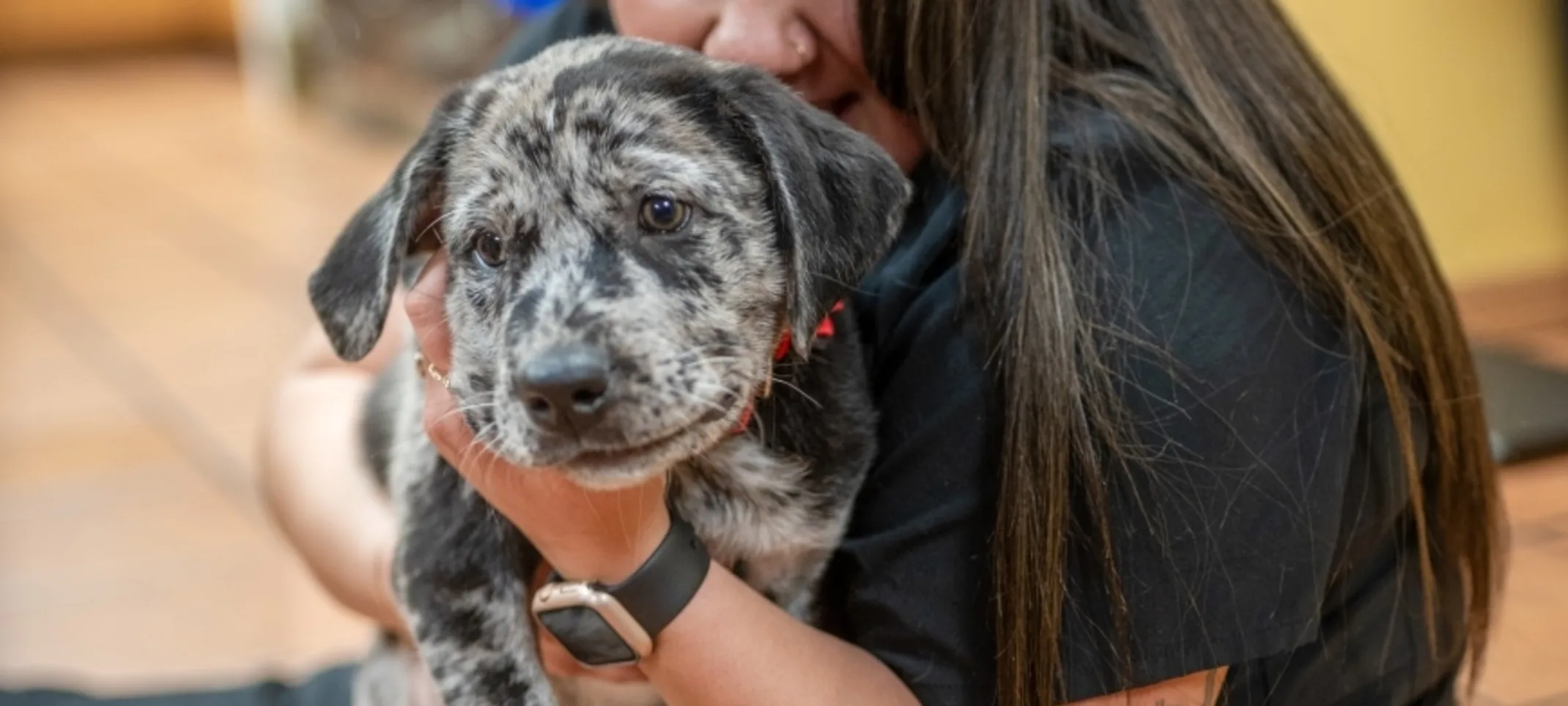 Vet hugging dog Vet hugging dog