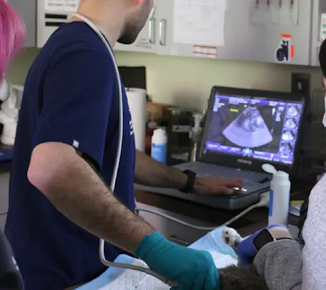 Staff member performing an ultrasound on a pet Staff member performing an ultrasound on a pet