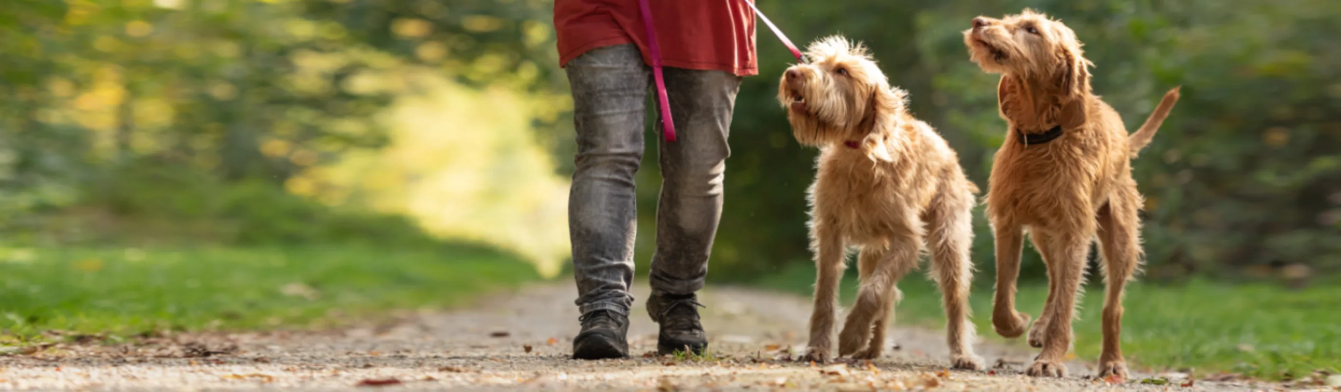 Two Magyar Vizla (Dogs) Walking with Owner in a Forest Two Magyar Vizla (Dogs) Walking with Owner in a Forest