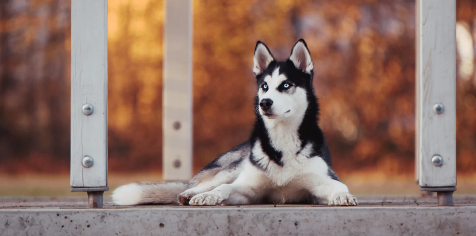 Husky Lying Down with Autumn BG