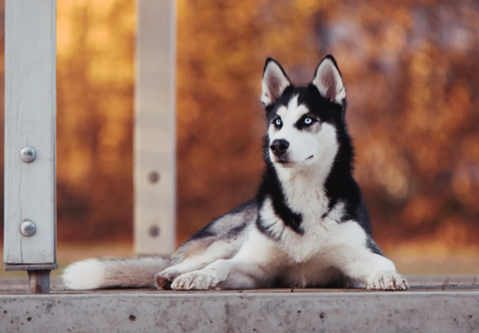 Husky Lying Down with Autumn BG Husky Lying Down with Autumn BG